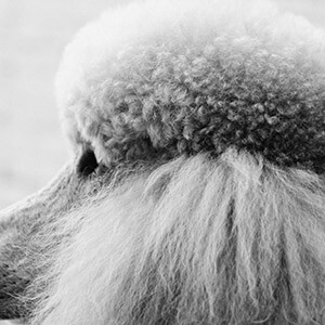 货车违规载人罚款金额_升降货梯载人如何处理掉违章_货车违法载人处罚标准